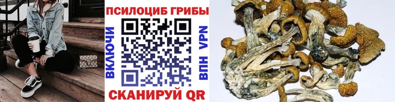 Галлюциногенные грибы Psilocybine cubensis  Тобольск 